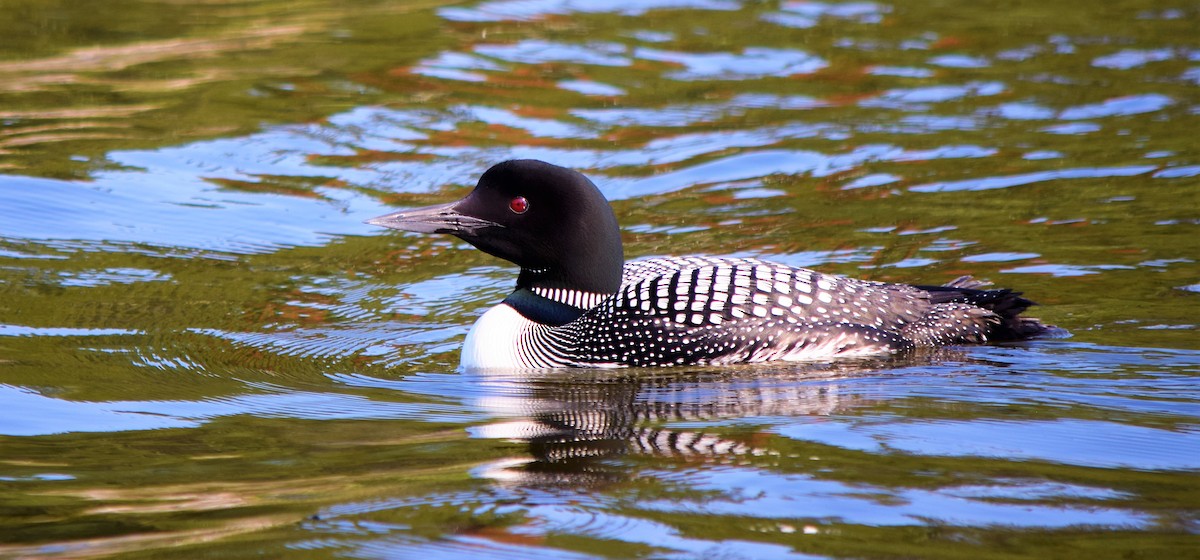 Common Loon - ML360797491