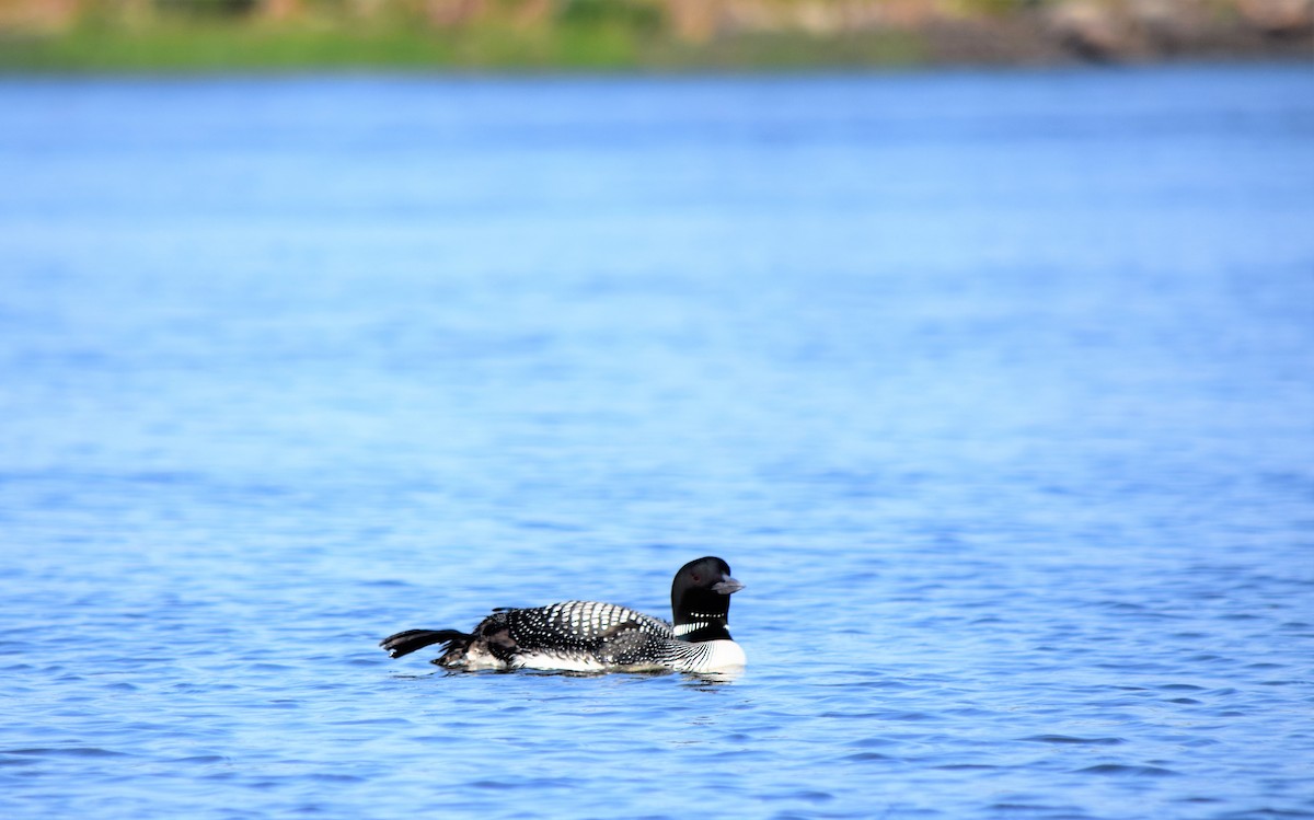 Plongeon huard - ML360797591