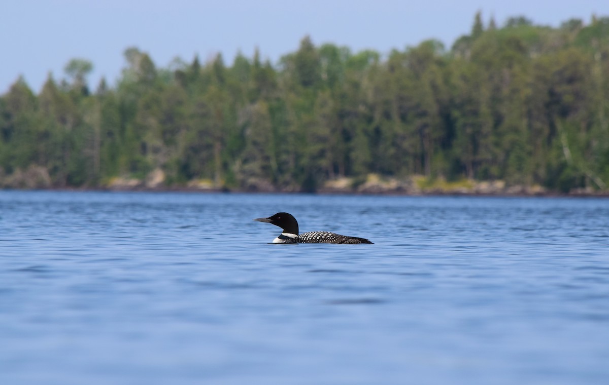 Plongeon huard - ML360797621