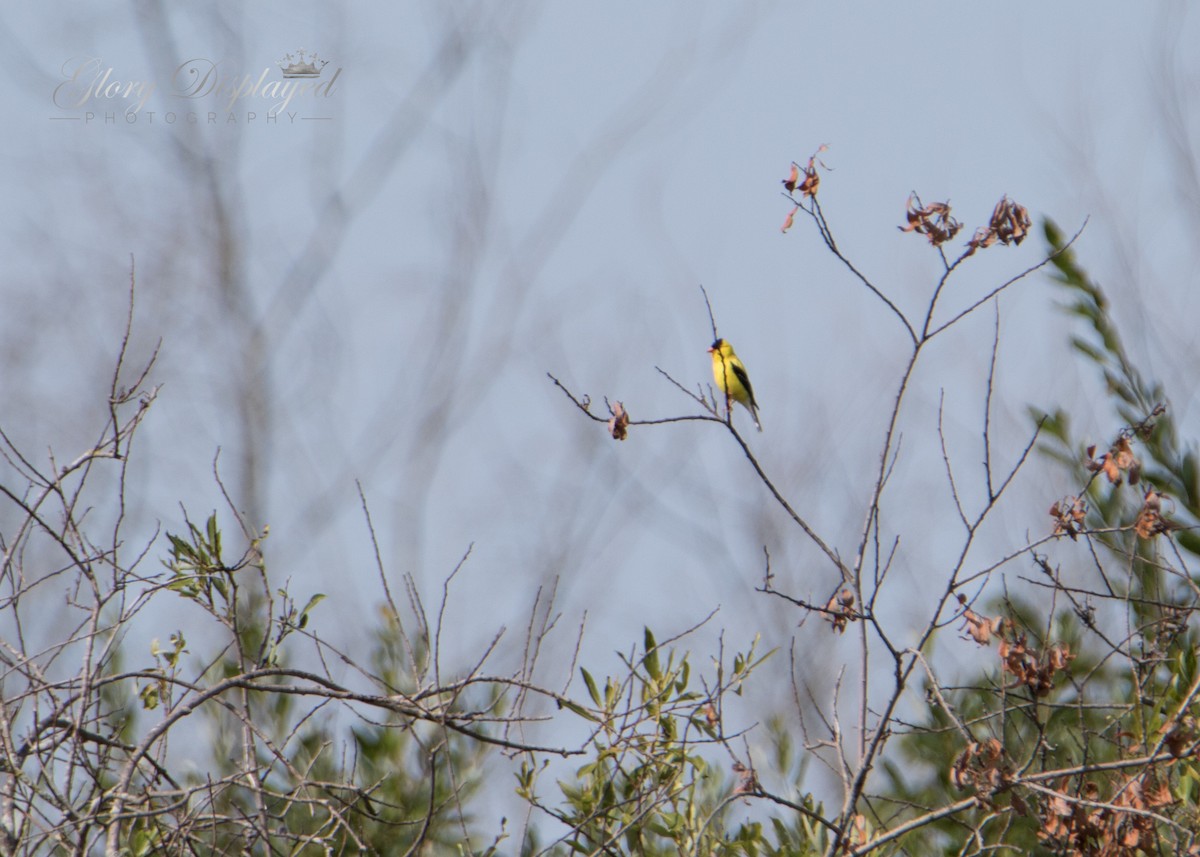 American Goldfinch - ML360797931