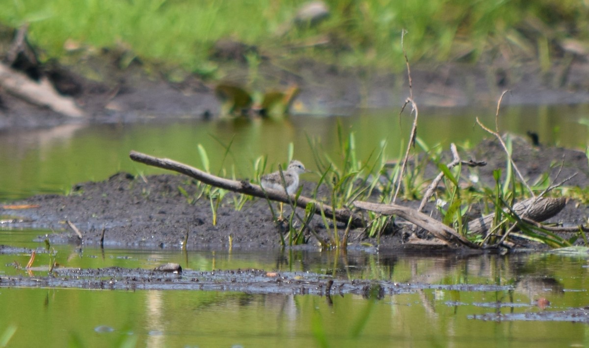 Drosseluferläufer - ML360798021