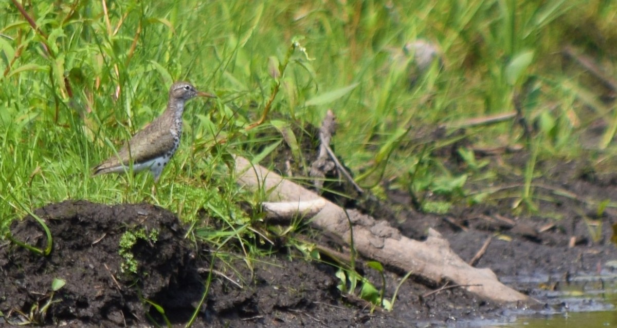 Spotted Sandpiper - ML360798041