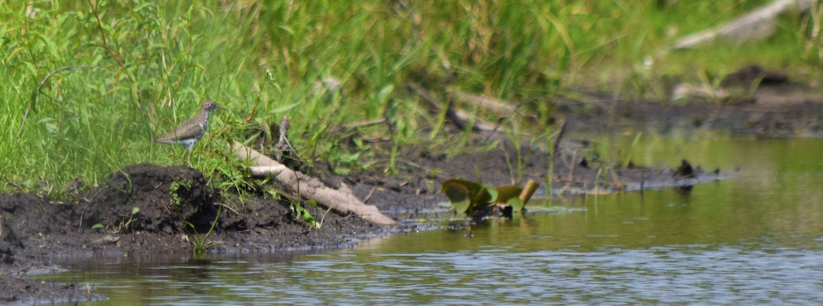 Spotted Sandpiper - ML360798051