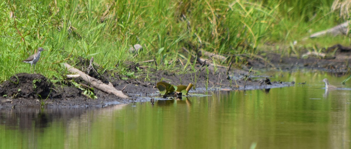 Drosseluferläufer - ML360798061