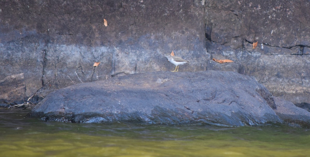 Spotted Sandpiper - Gregory Bryan