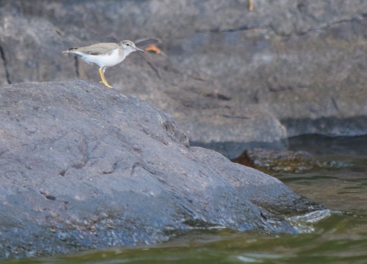 Drosseluferläufer - ML360798121