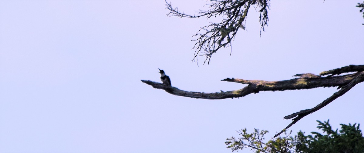 Belted Kingfisher - ML360798251