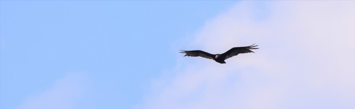 Turkey Vulture - ML360798371