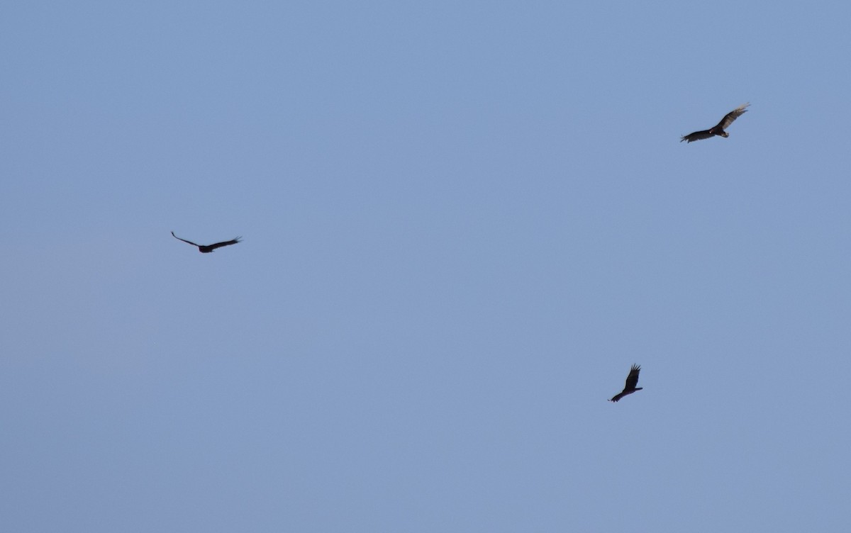 Turkey Vulture - ML360798411