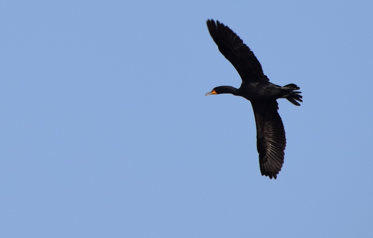 Double-crested Cormorant - ML360798501