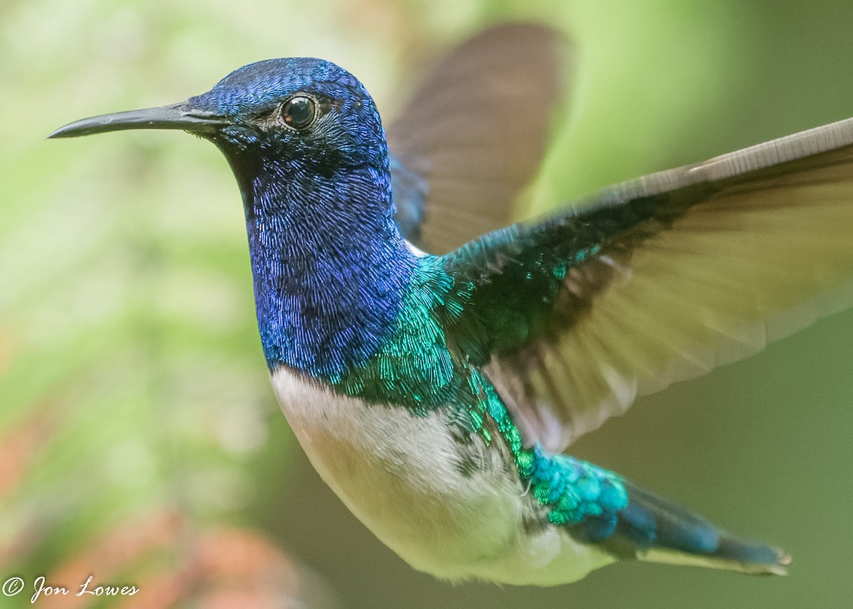 White-necked Jacobin - Jon Lowes