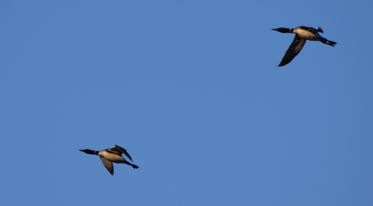 Common Loon - Gregory Bryan