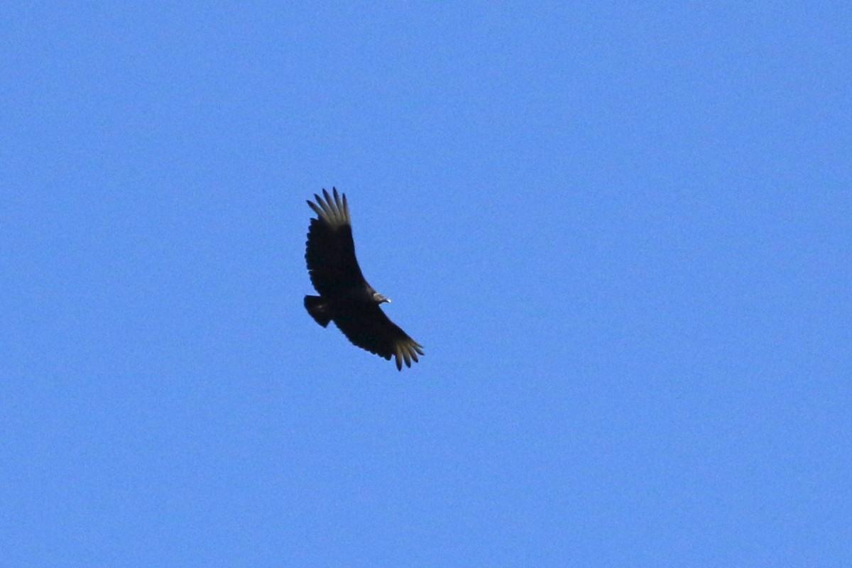 Black Vulture - ML360798931