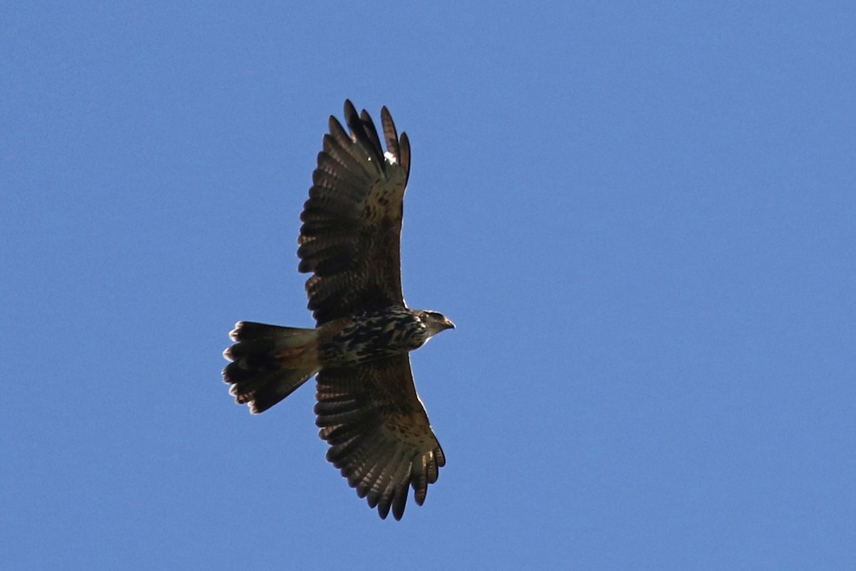 Harris's Hawk - ML360799081