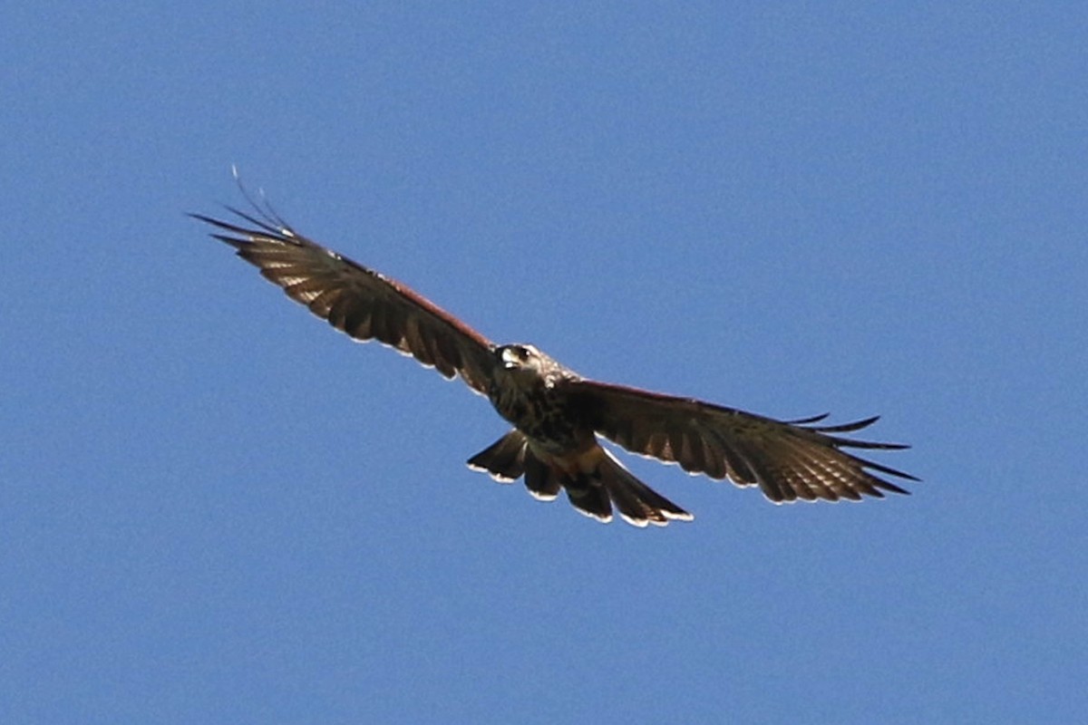 Harris's Hawk - ML360799091