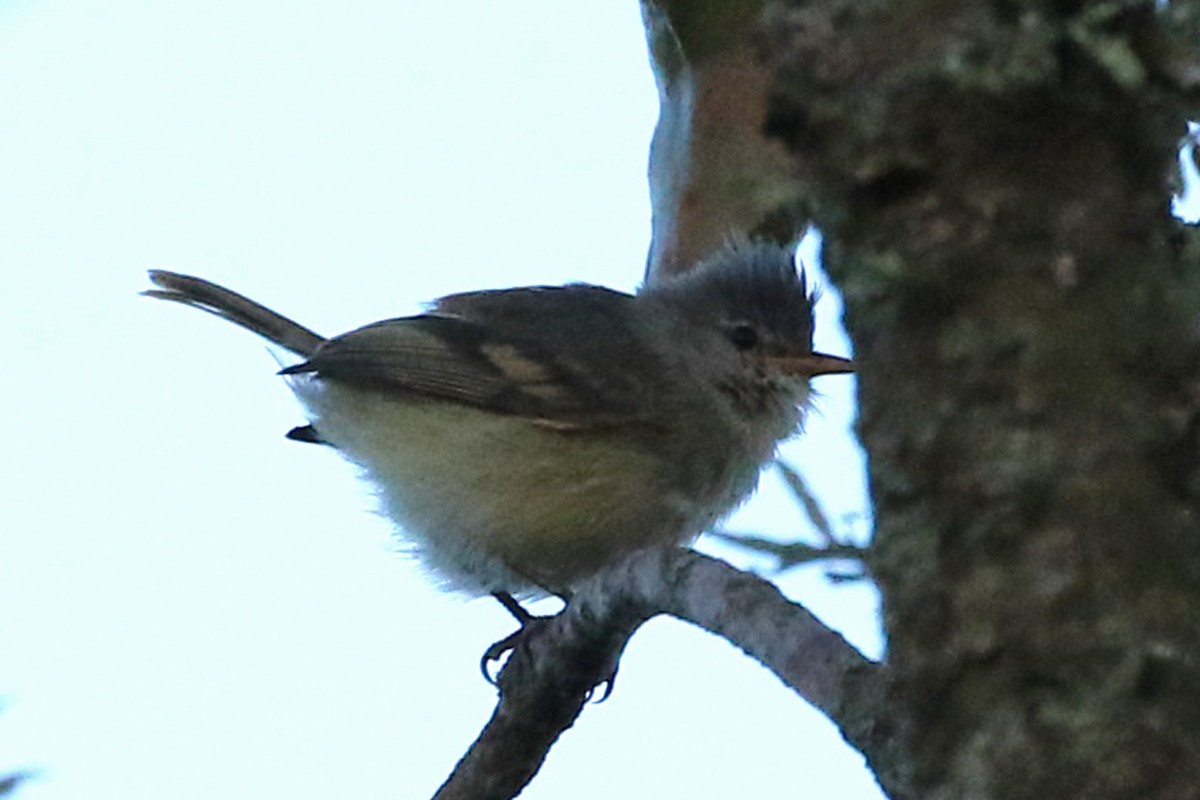 Southern Beardless-Tyrannulet - ML360799391