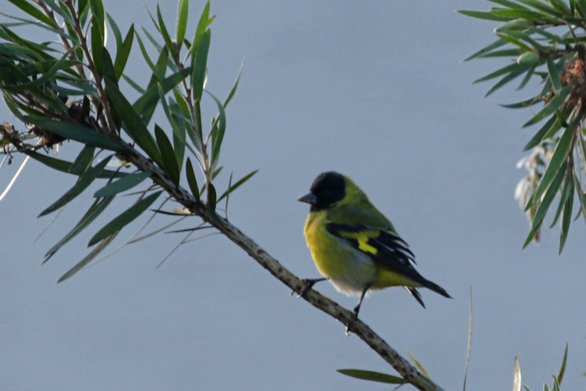 Hooded Siskin - ML360799801