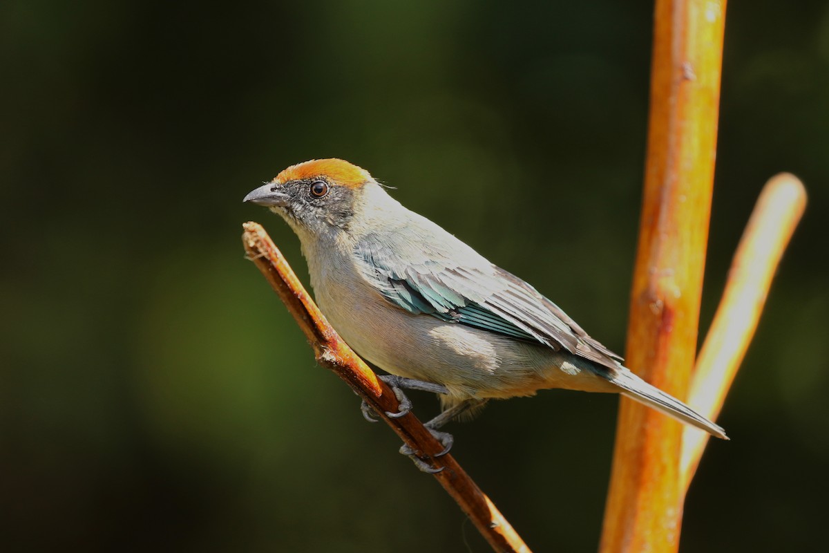 Scrub Tanager - ML360800401