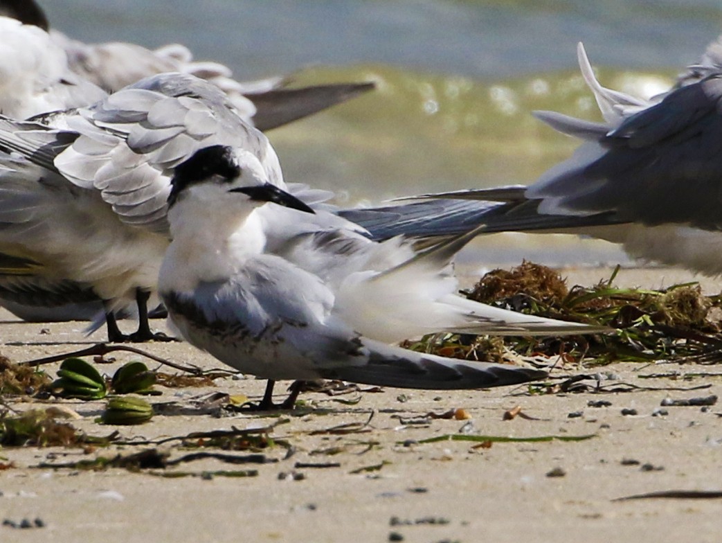 White-fronted Tern - ML360801821