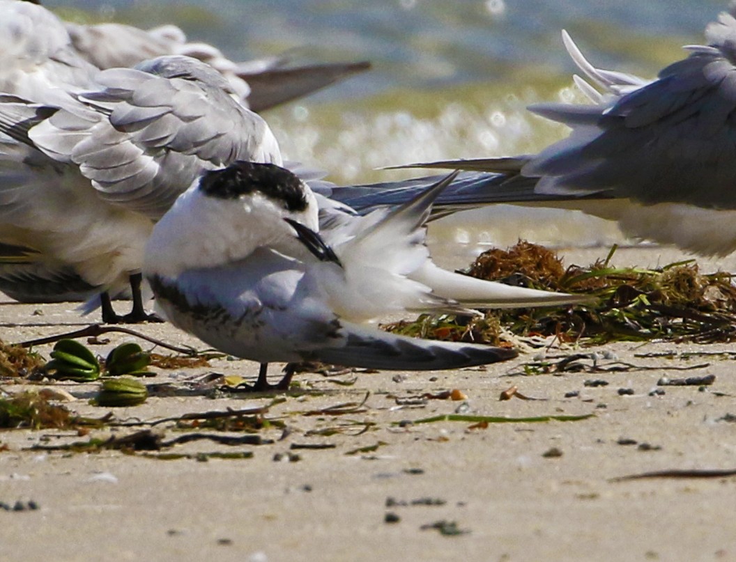 White-fronted Tern - ML360801871