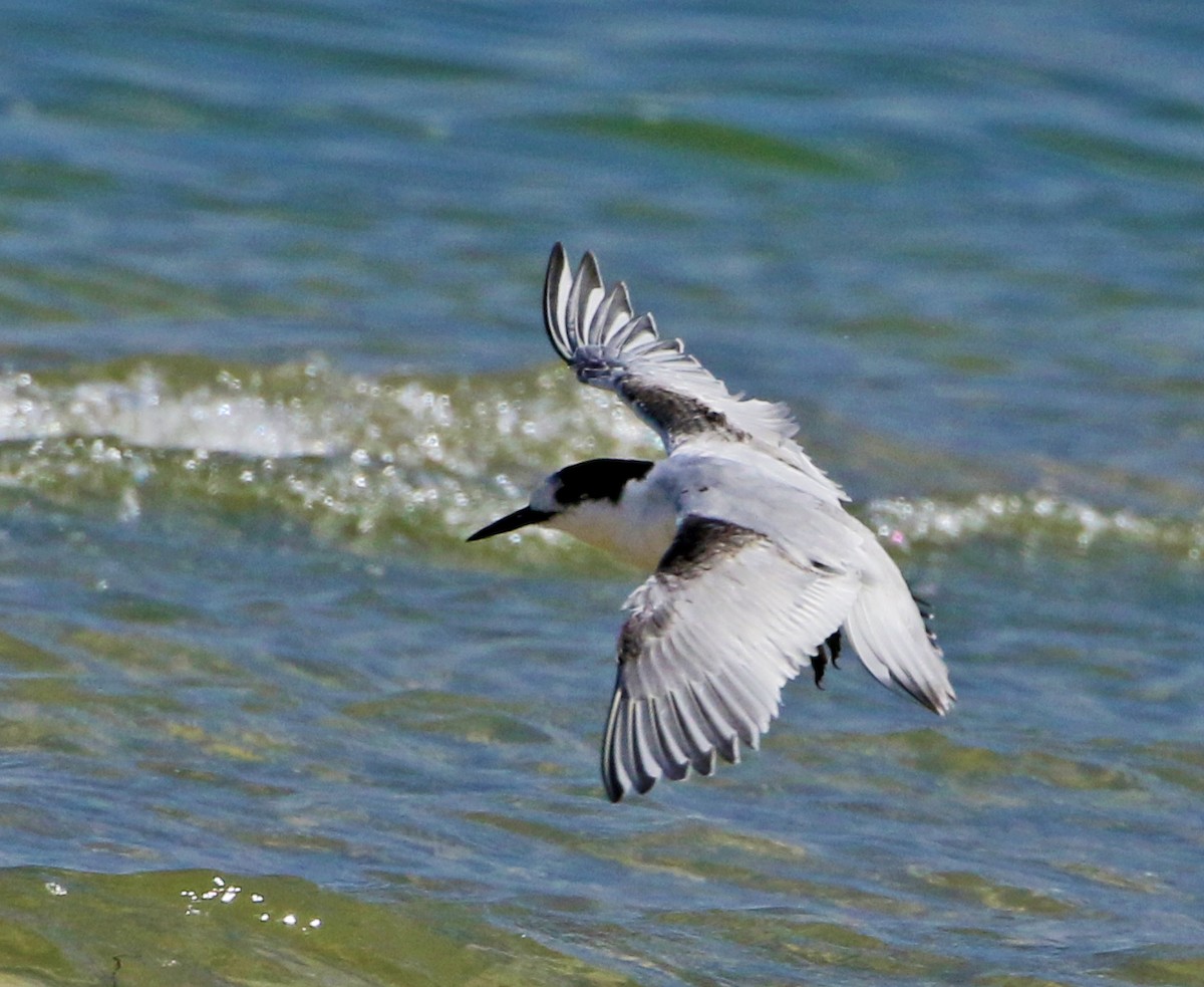 White-fronted Tern - ML360801971