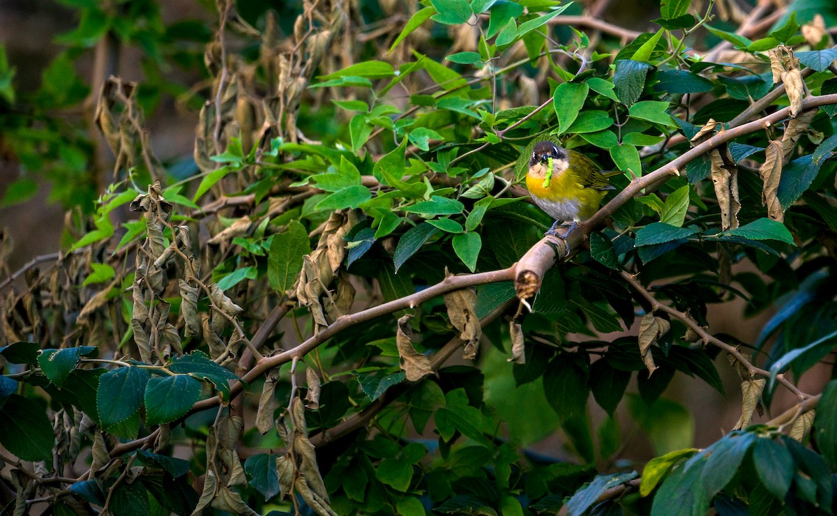 Common Chlorospingus - ML360802321