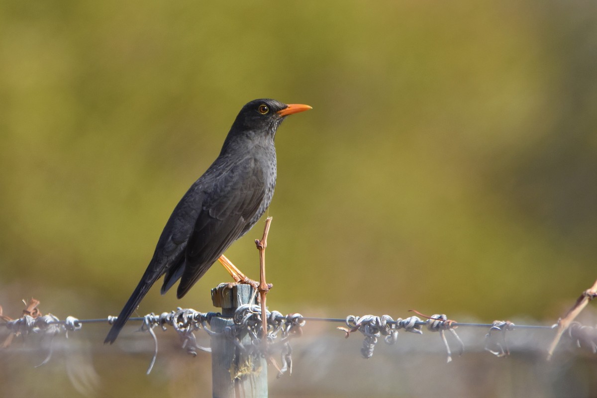 Chiguanco Thrush - Bernardo Sayus