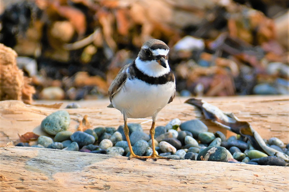 Semipalmated Plover - ML360803661