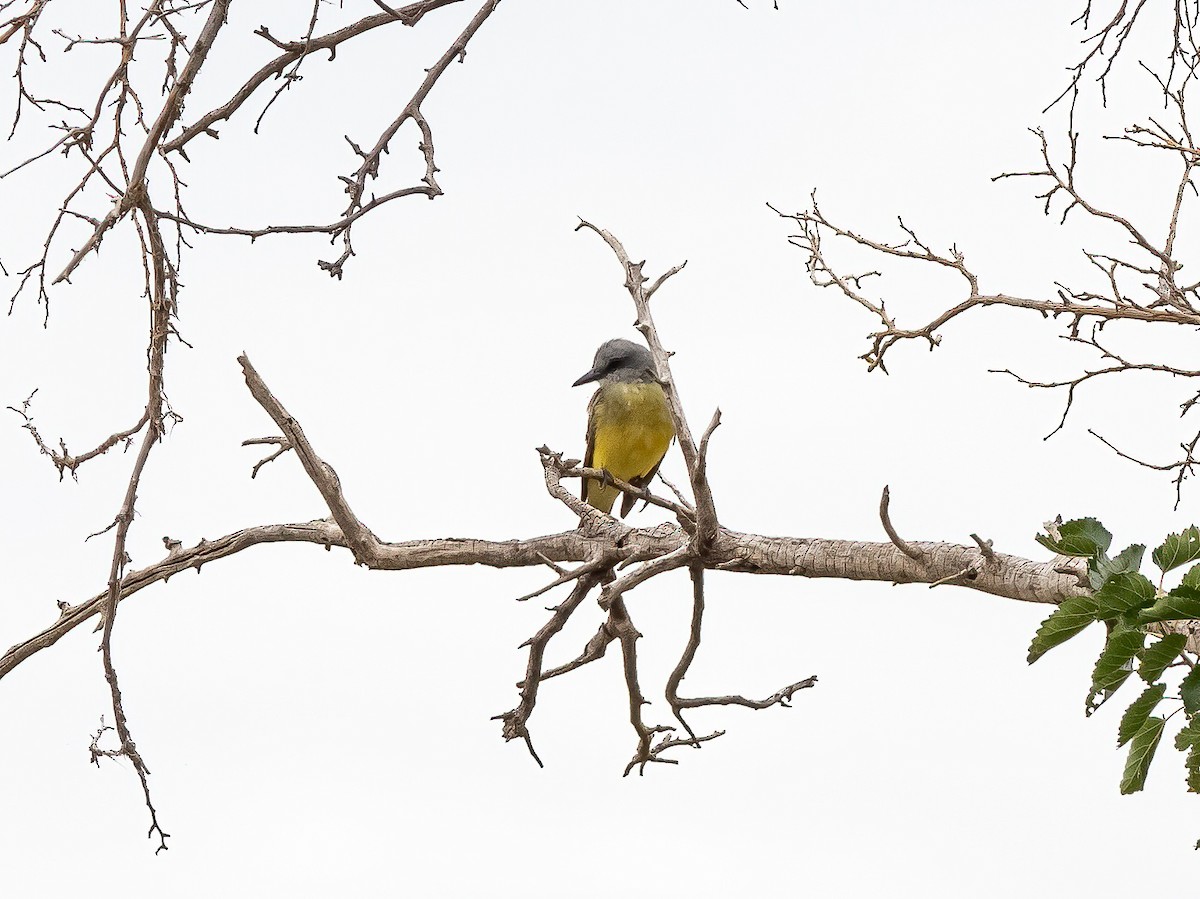 Tropical Kingbird - ML360805251