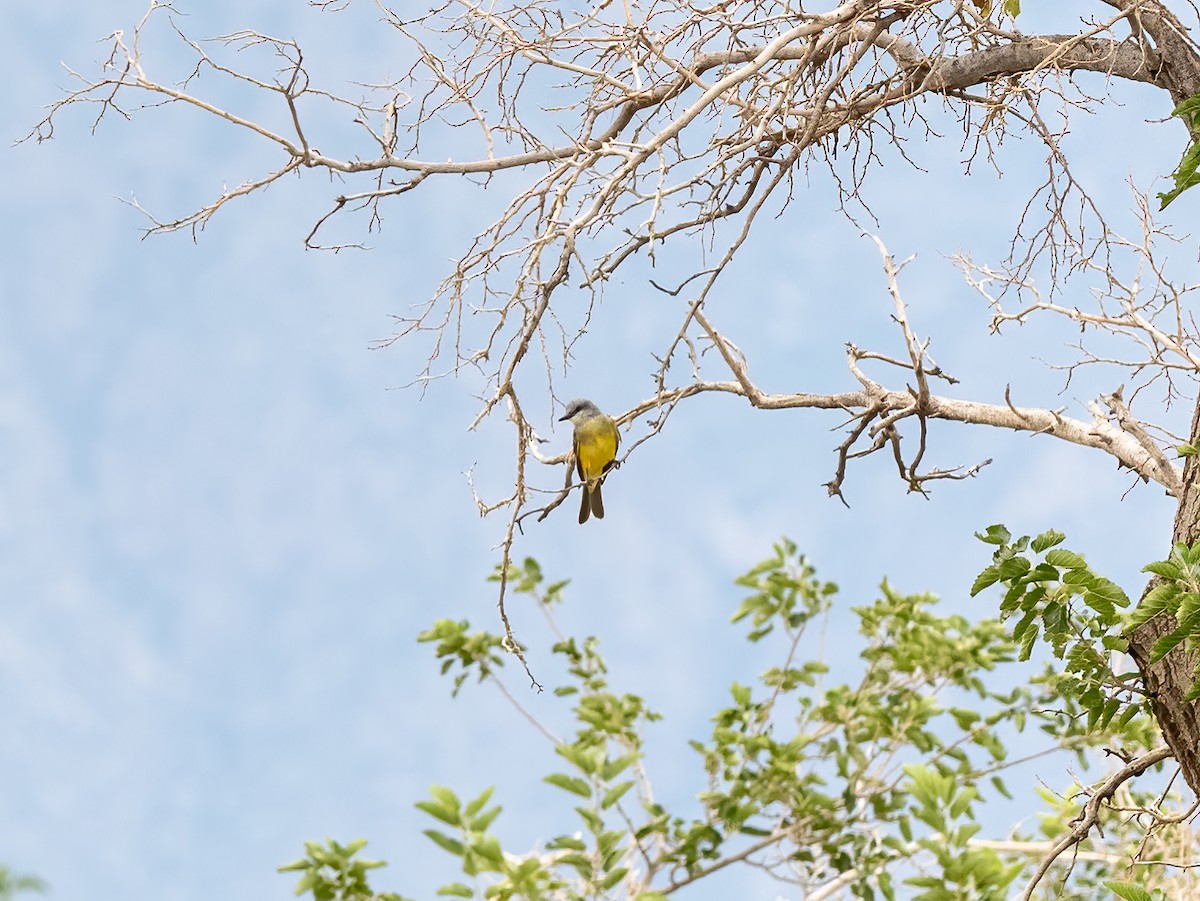 Tropical Kingbird - ML360805261