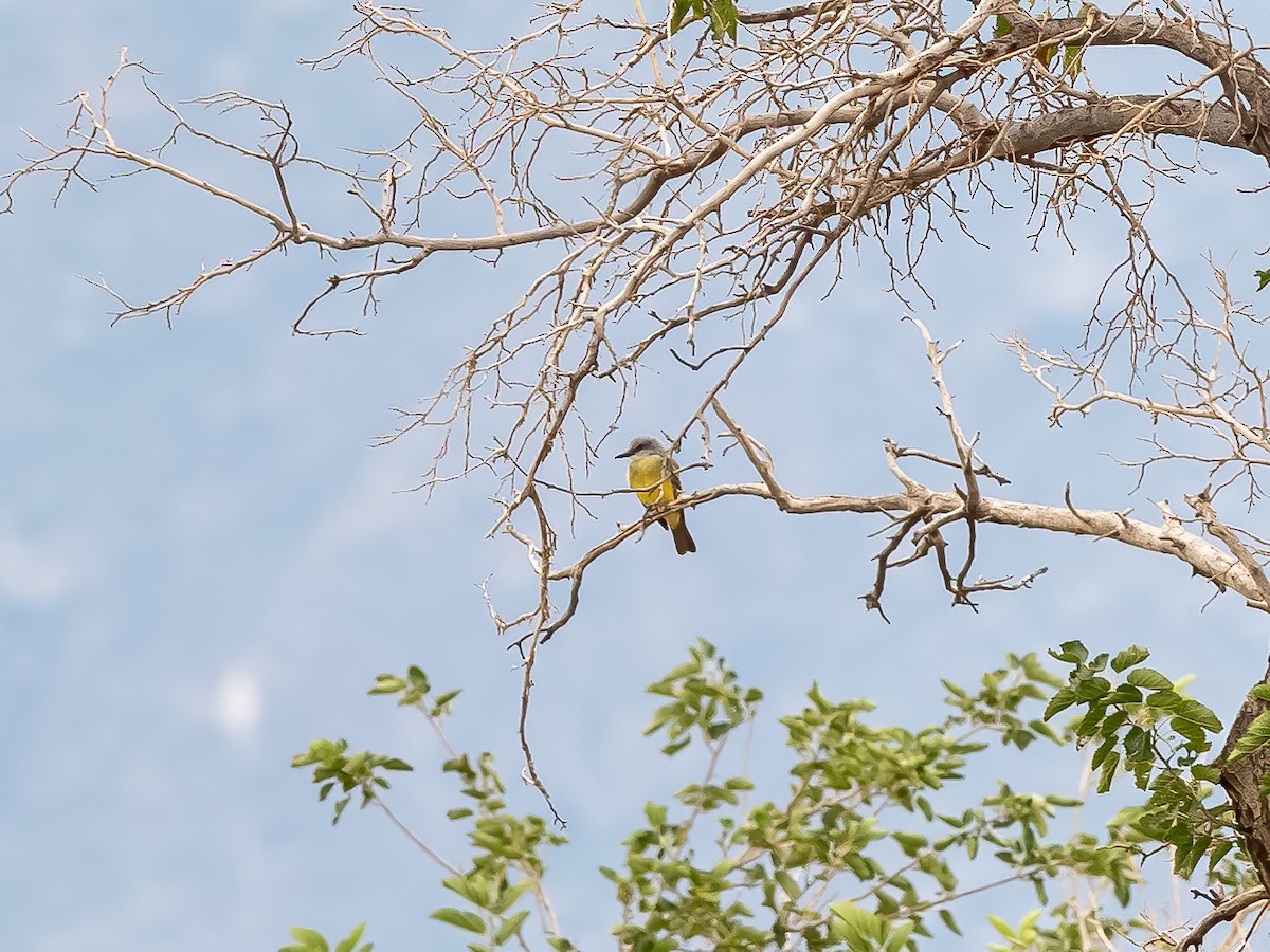 Tropical Kingbird - ML360805271