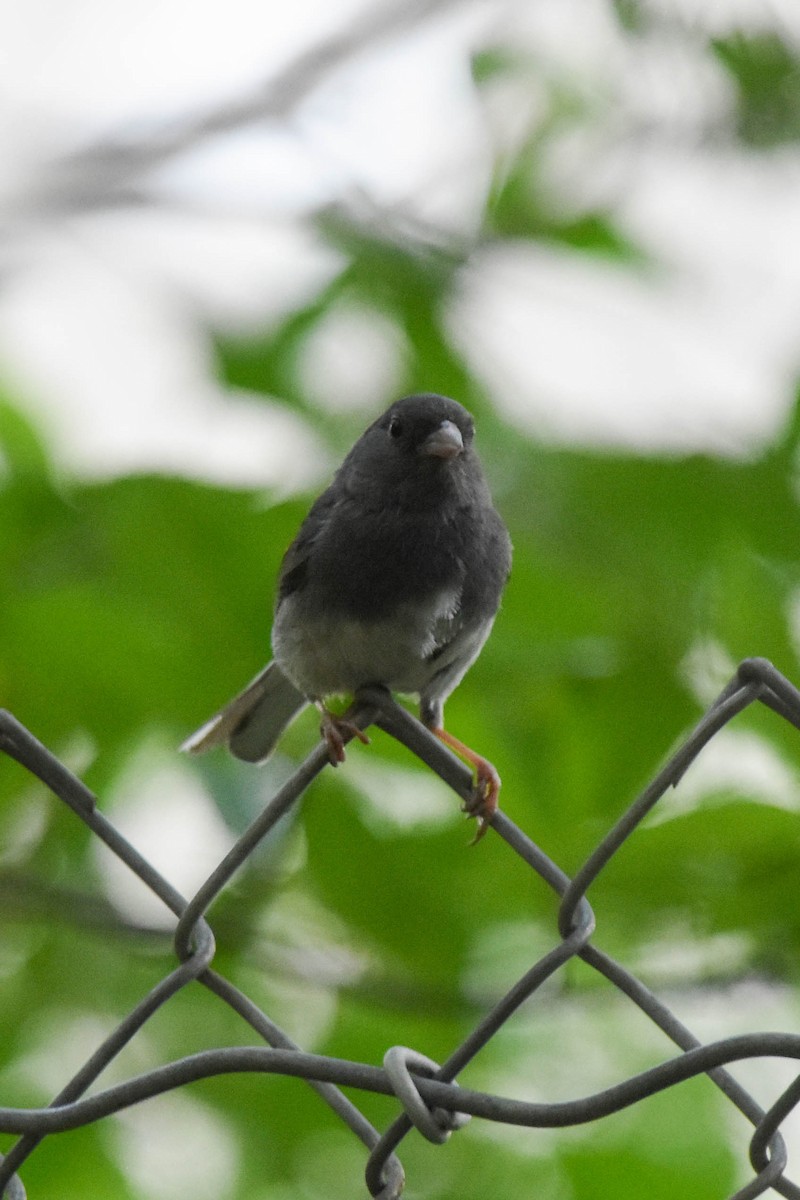 Dark-eyed Junco - ML360806881