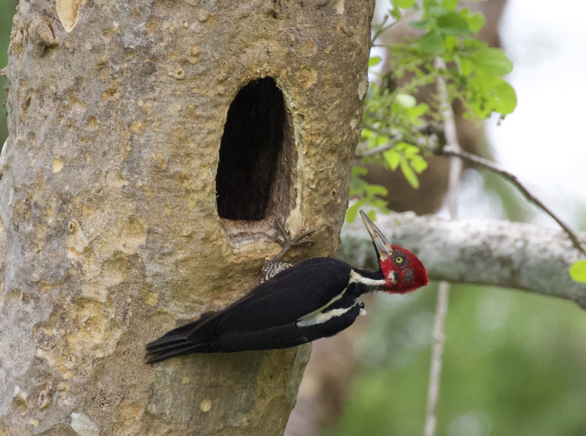 Crimson-crested Woodpecker - David Ascanio