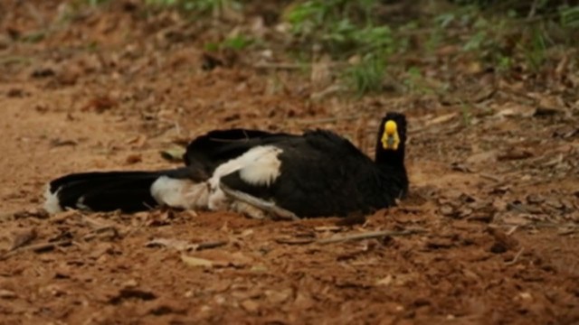 Yellow-knobbed Curassow - ML360807061