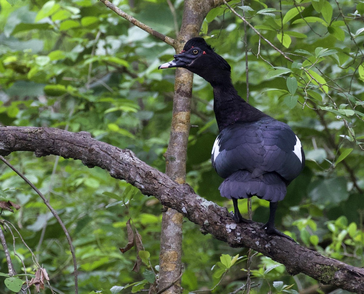 Muscovy Duck - ML360807241