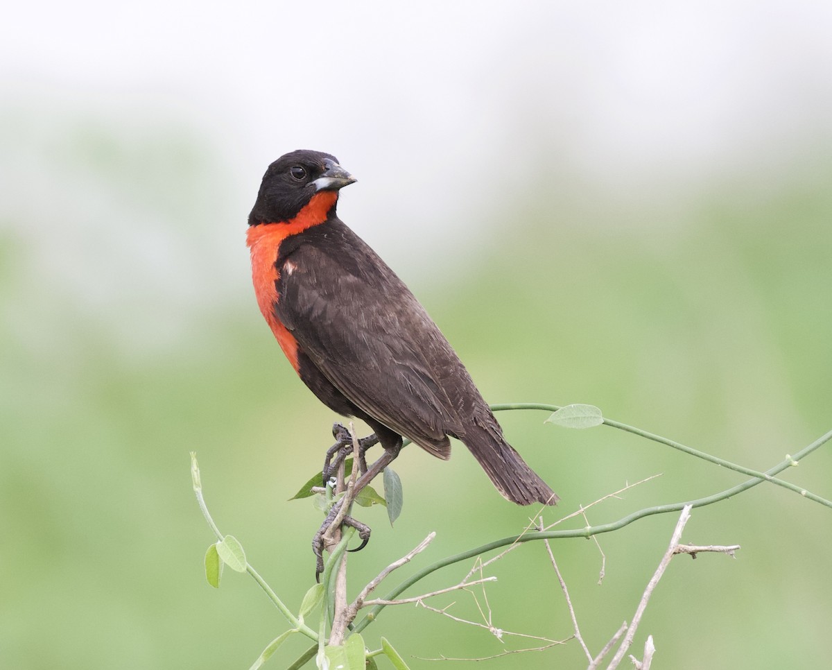 Red-breasted Meadowlark - David Ascanio