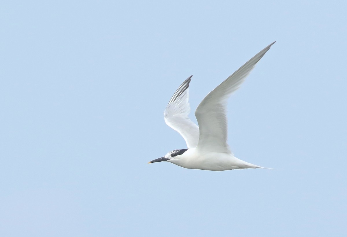 Sandwich Tern - Denise  McIsaac