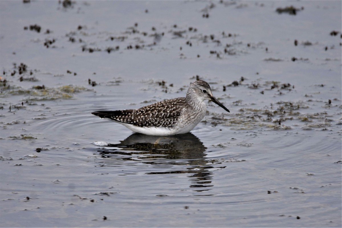 gulbeinsnipe - ML360811561