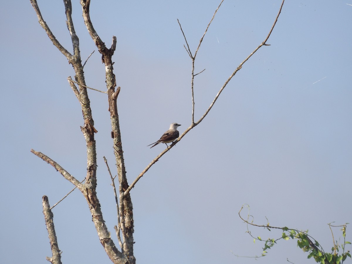 Scissor-tailed Flycatcher - Tim White