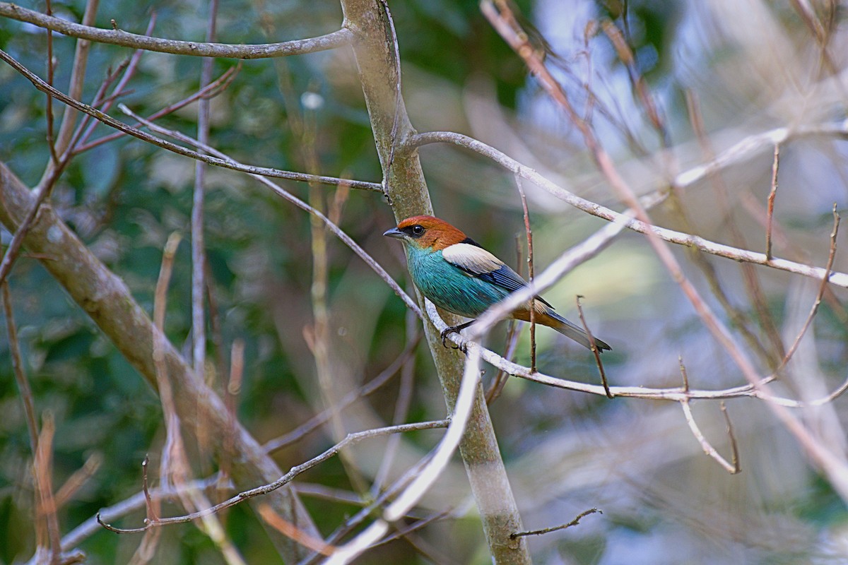 Black-backed Tanager - ML360811761