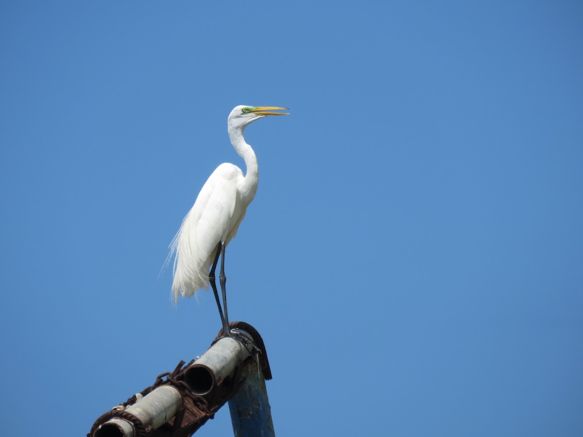 Great Egret - ML360814071