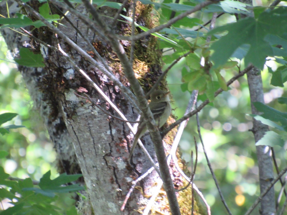 Western Flycatcher (Pacific-slope) - Tate Putman