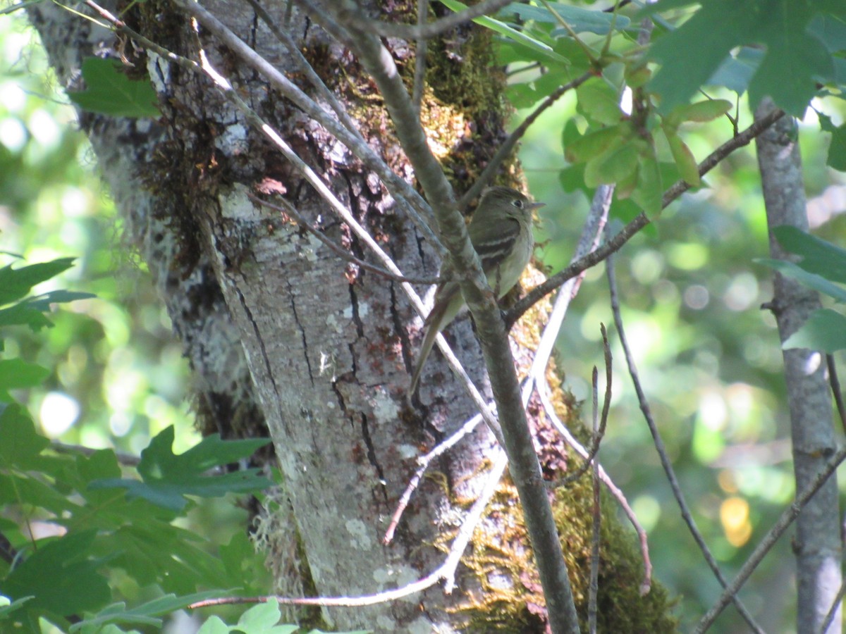 Western Flycatcher (Pacific-slope) - Tate Putman