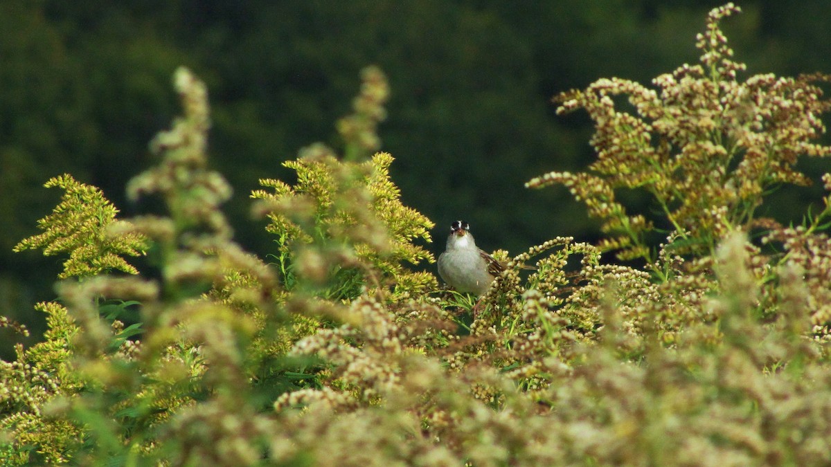 White-crowned Sparrow - ML36081451