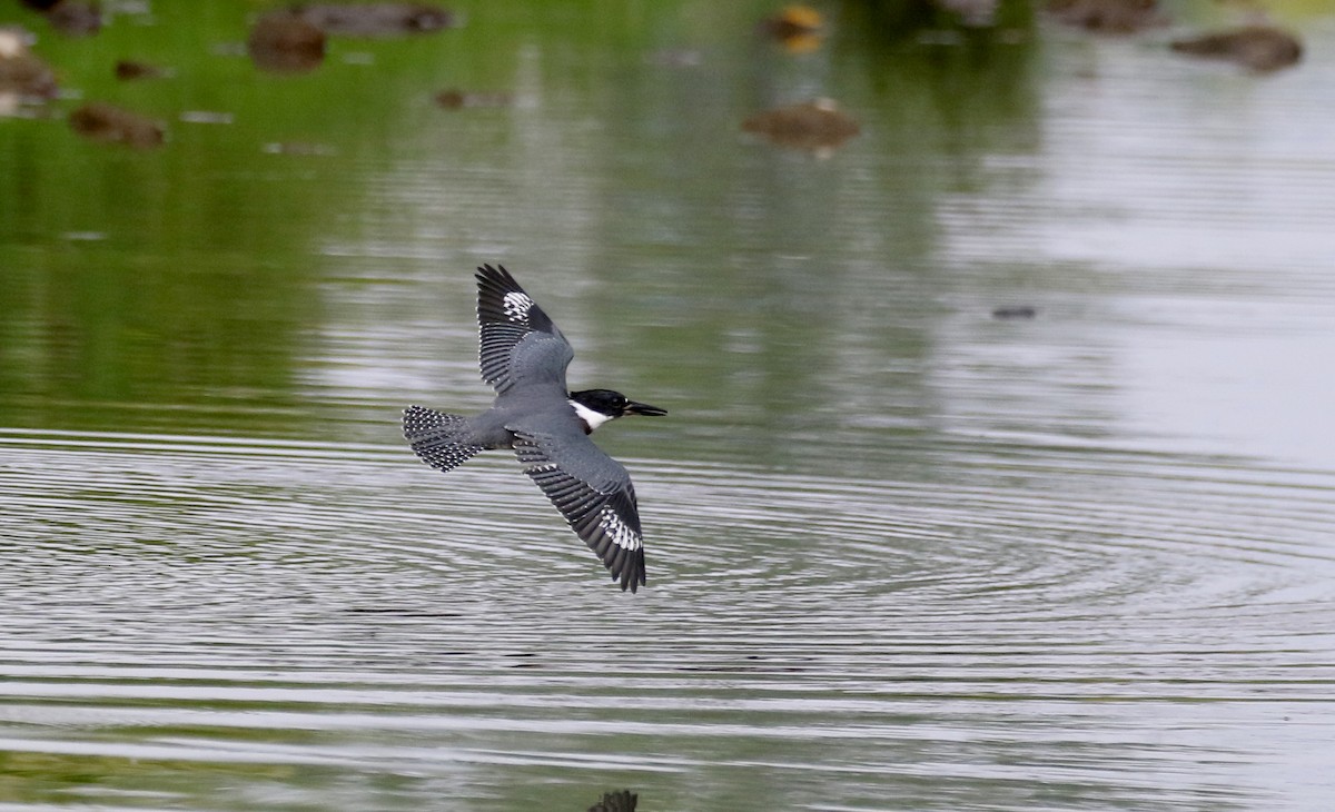 Belted Kingfisher - ML360814711