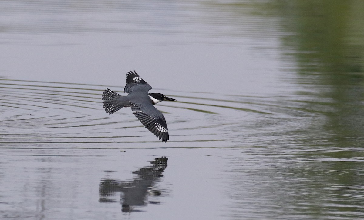 Belted Kingfisher - ML360814721