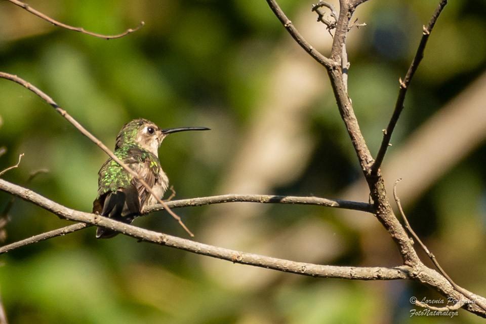 kolibřík klínoocasý - ML360815141
