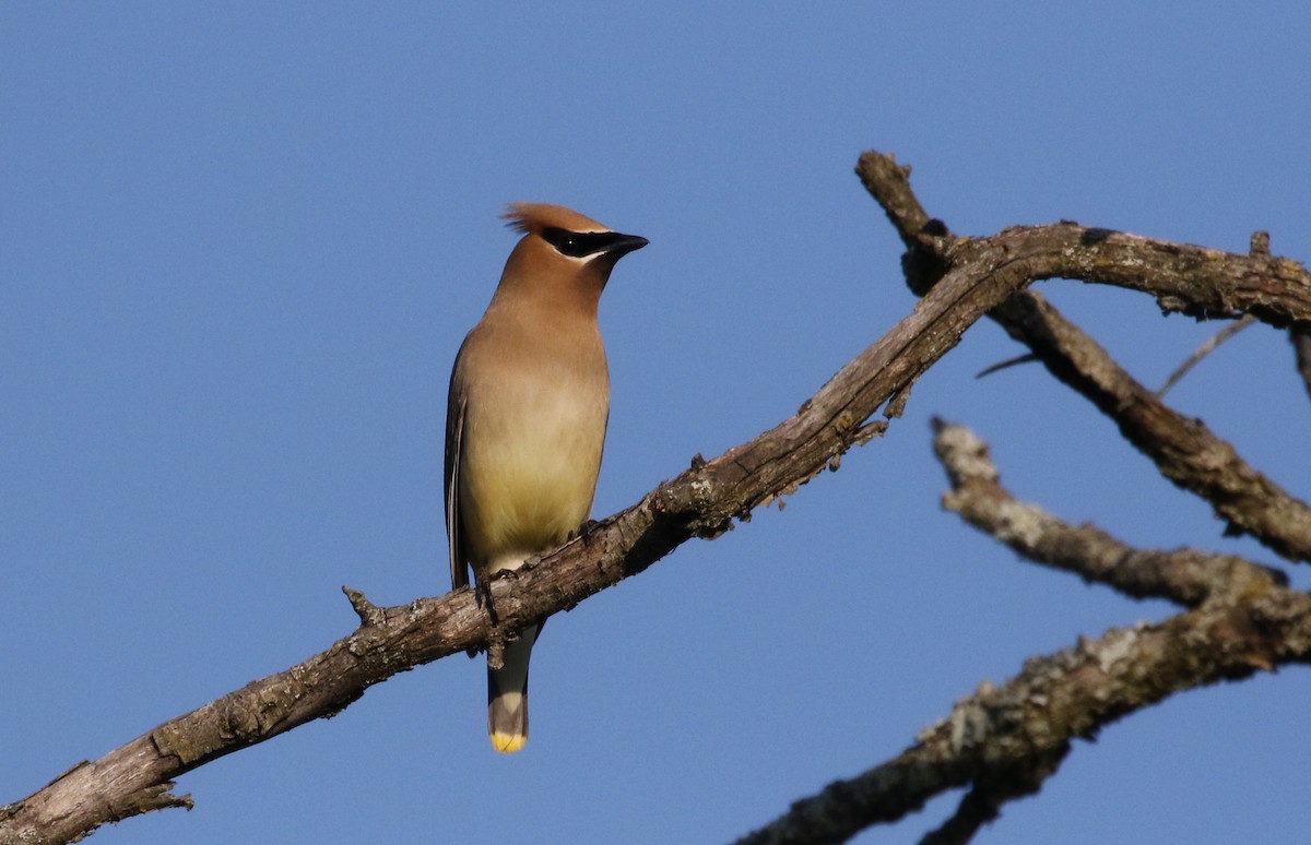 Cedar Waxwing - Jay McGowan