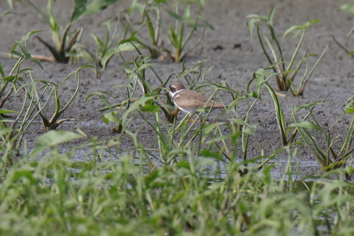 Semipalmated Plover - ML360815701