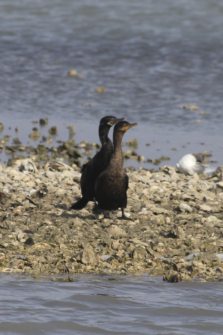 Neotropic Cormorant - ML36081661